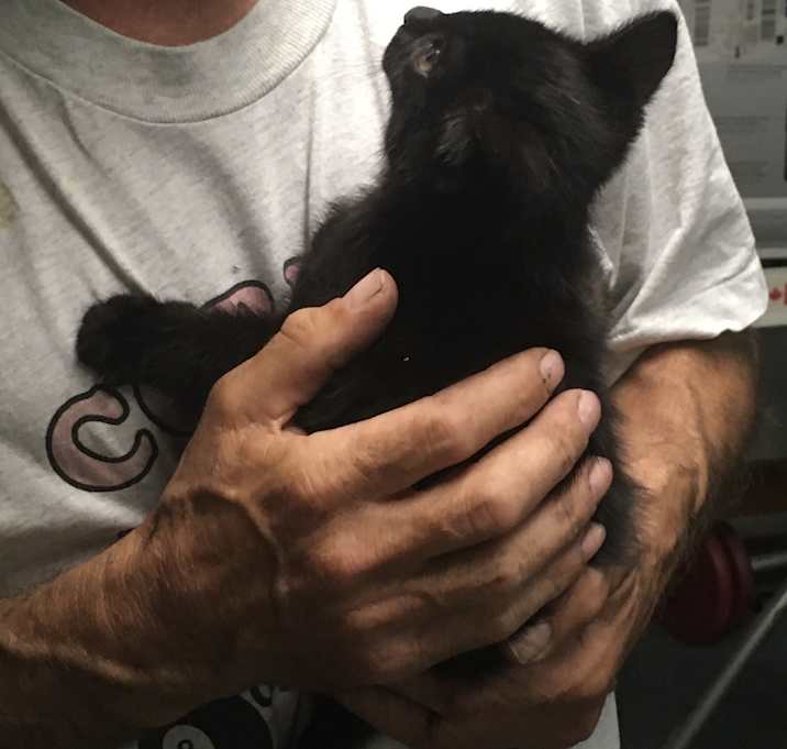 Photo of Bonnie bonded withJulio