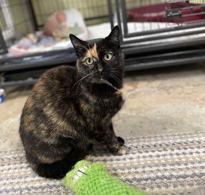 Photo of Patches