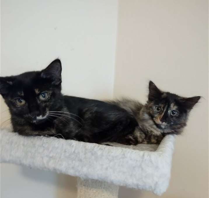 Photo of Squirt & Pepsi