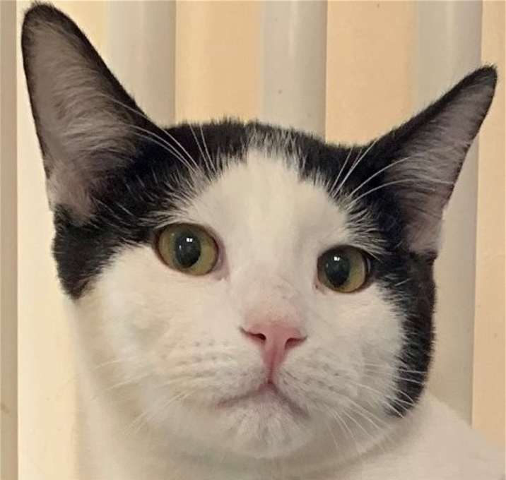 Photo of Shae [Permanent Foster]