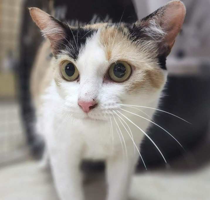 Photo of Stripe