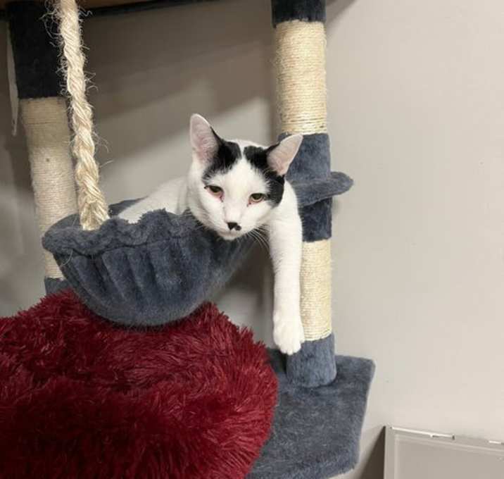 Photo of Snowdrop Silver Mew