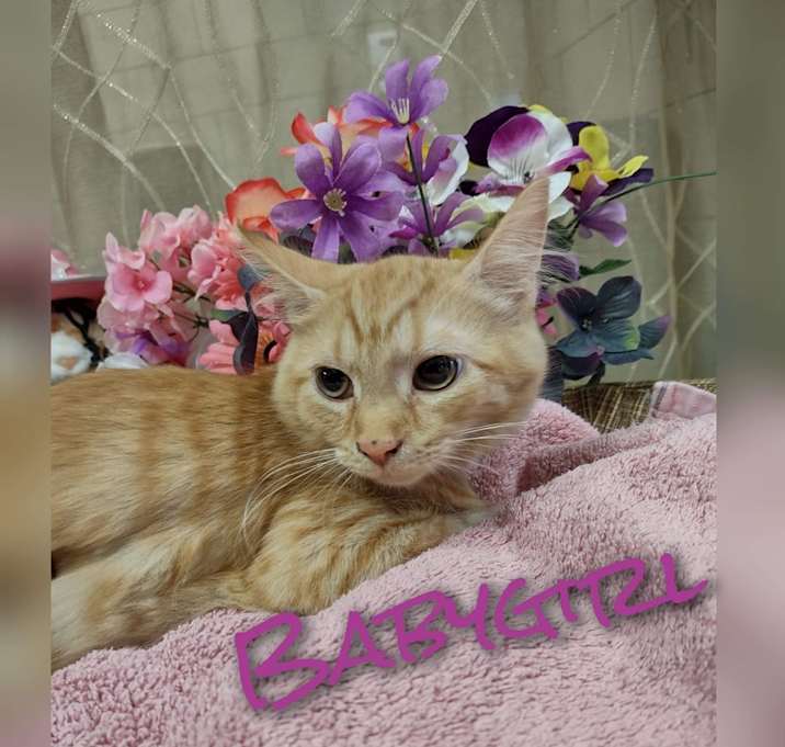 Photo of Babygirl