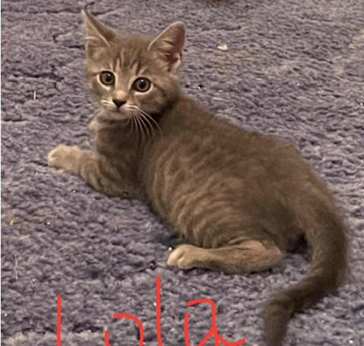 Photo of Lola