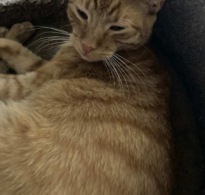 Photo of Cheeto