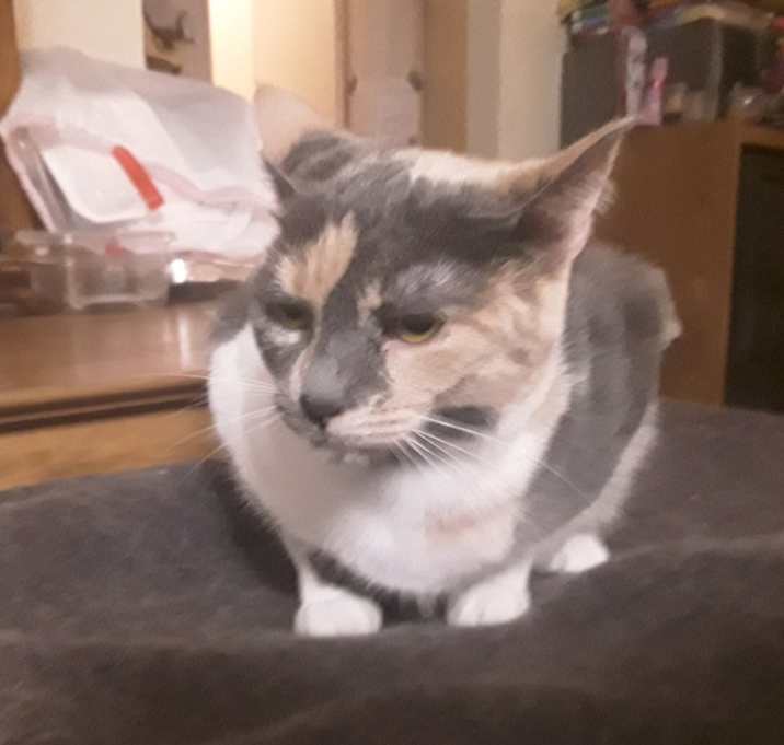 Photo of Patches