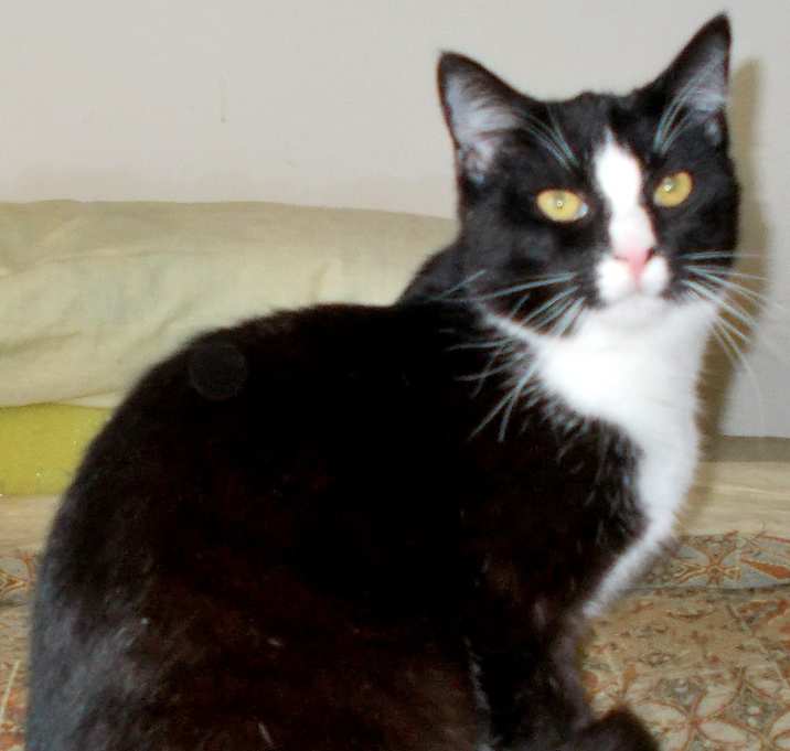 Photo of Blaze