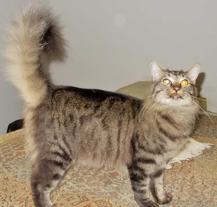 Photo of Boomer (Lap Cat)