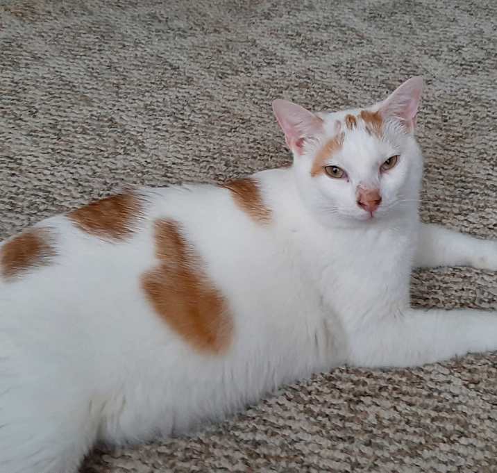 Photo of Fireball