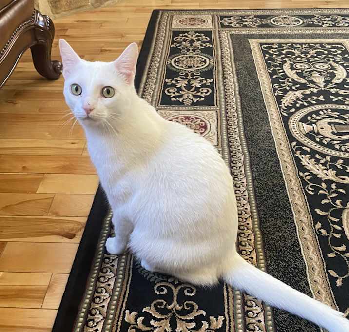 Photo of Toby