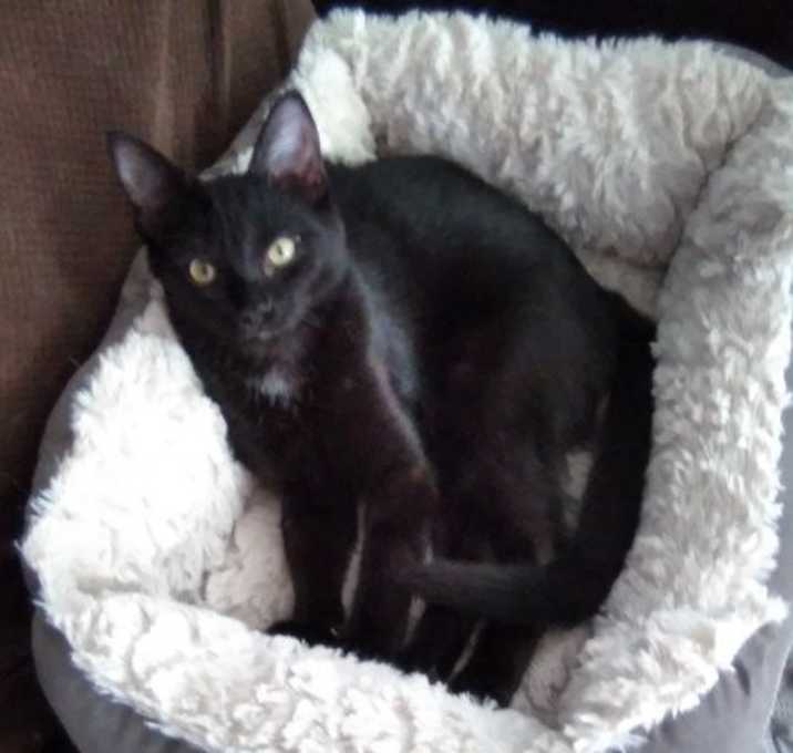 Photo of KITTEN POLLY POCKET