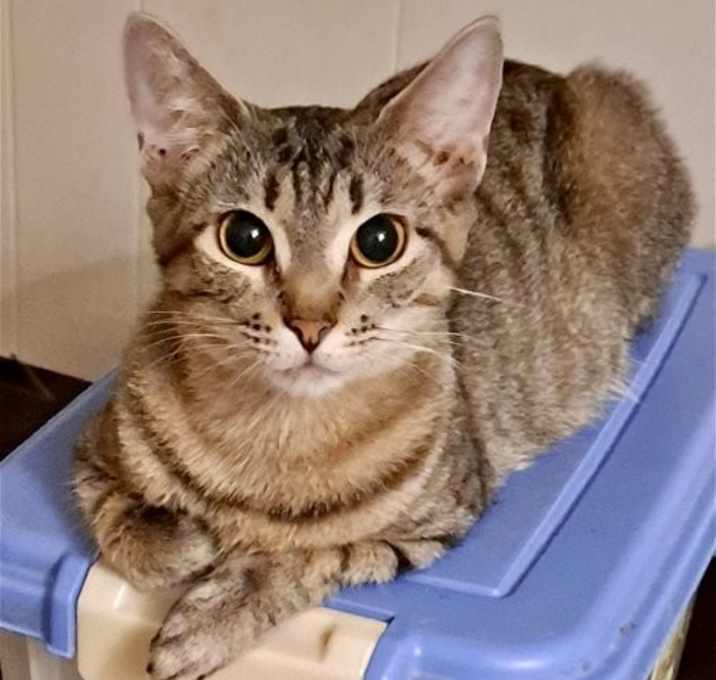 Photo of Nugget