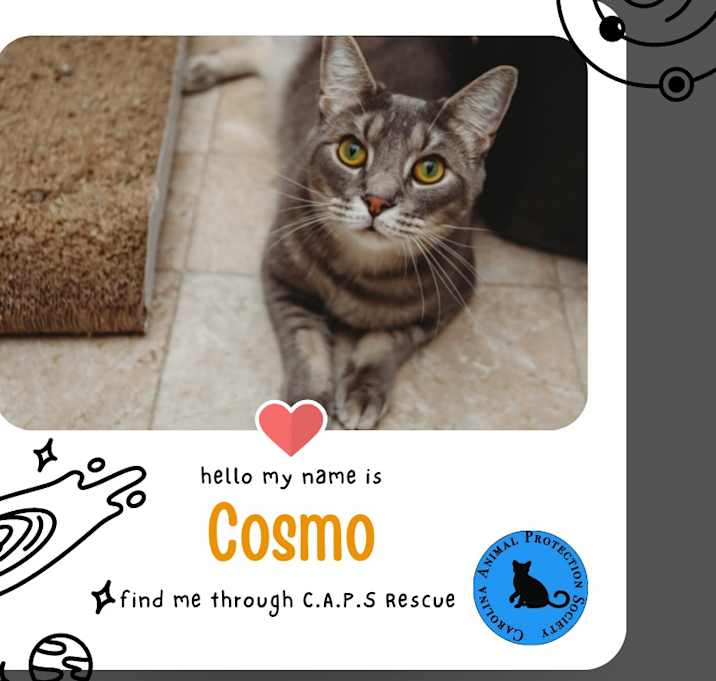 Photo of Cosmo