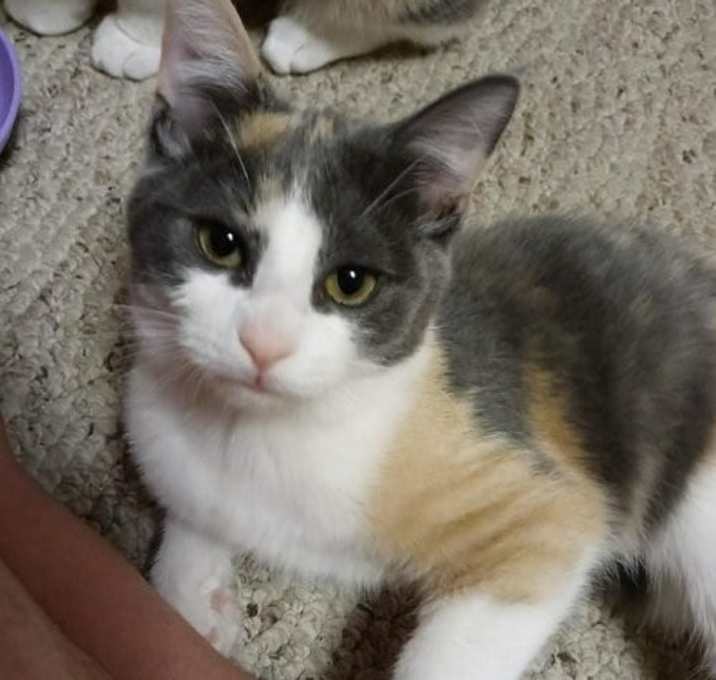 Photo of Sarafina