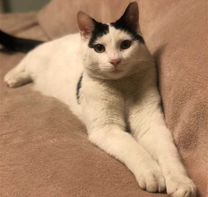 Photo of Oscar