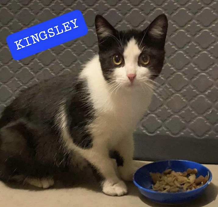 Photo of Kingsley