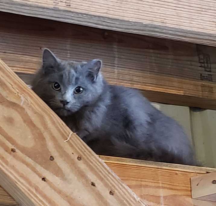 Photo of Barncat