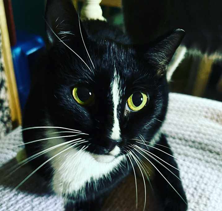 Photo of MELODY-shy tripod born 11/2020