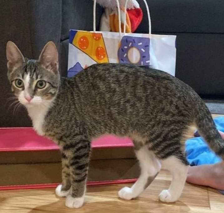 Photo of Noodle (Napa Christina)