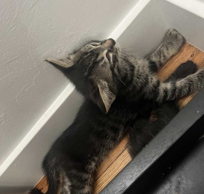 Photo of Tabby