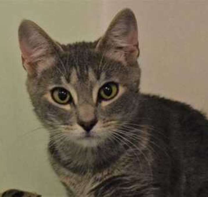 Photo of Astra