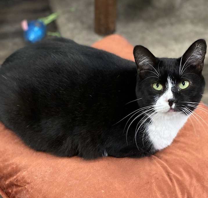 Photo of Guinness