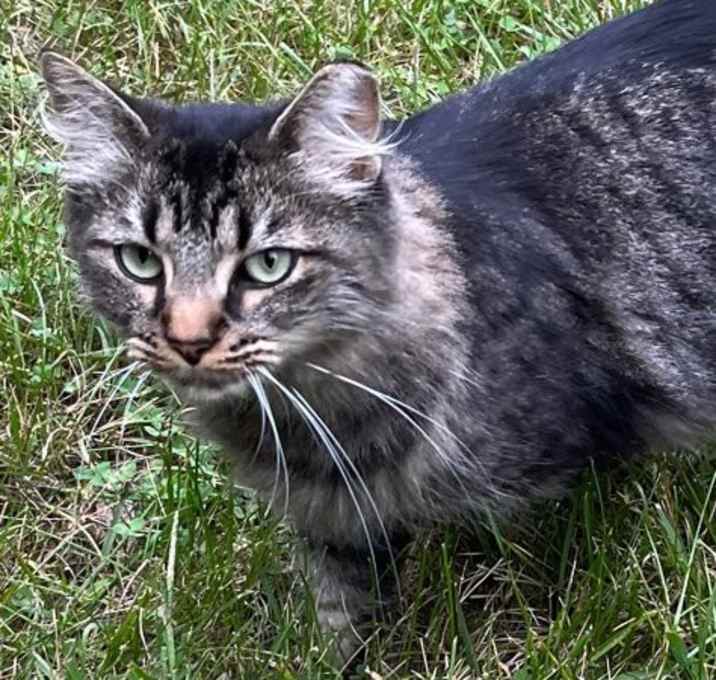 Photo of Newton