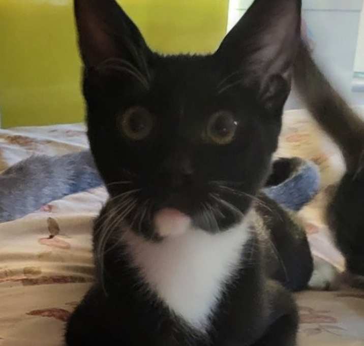 Photo of Sylvester