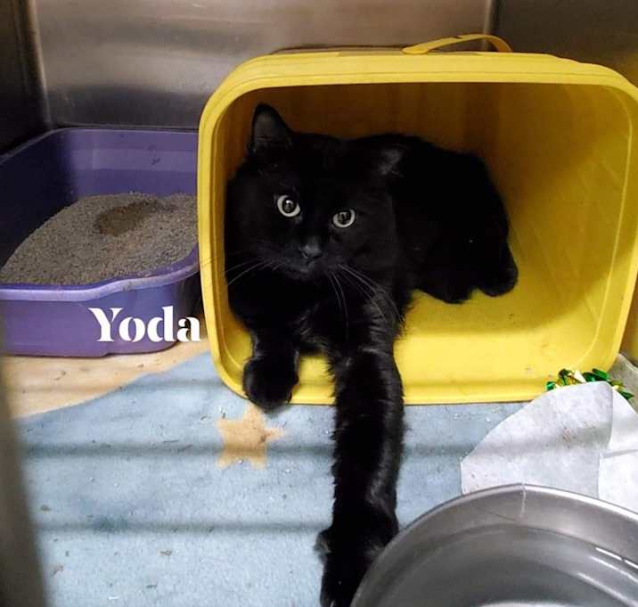 Photo of Yoda