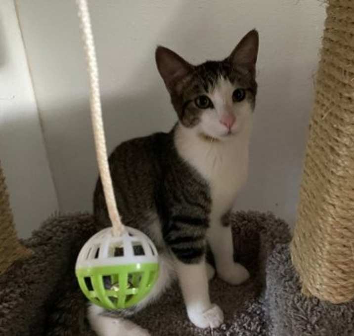 Photo of Dexter