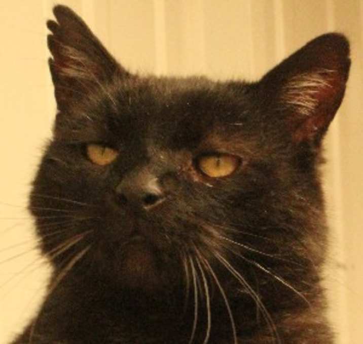 Photo of Onyx