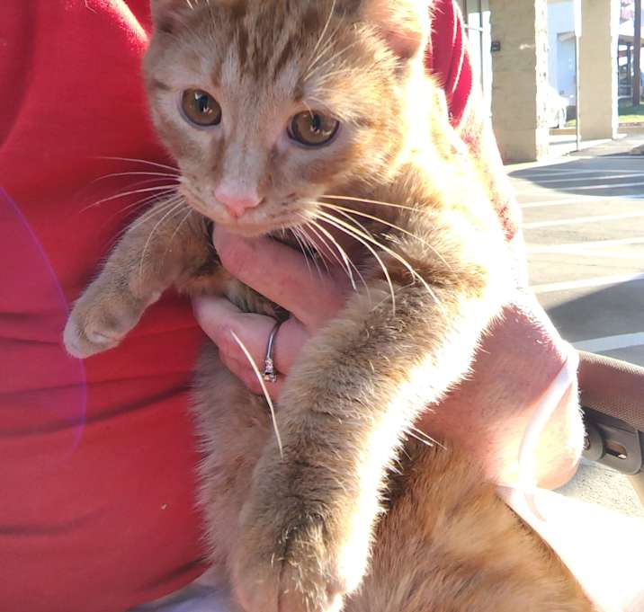 Photo of Simba