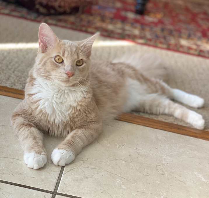 Photo of Finn