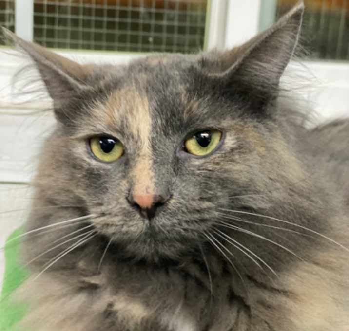 Photo of Stella
