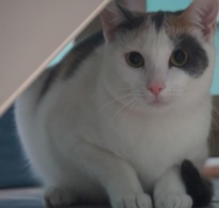 Photo of Daisy