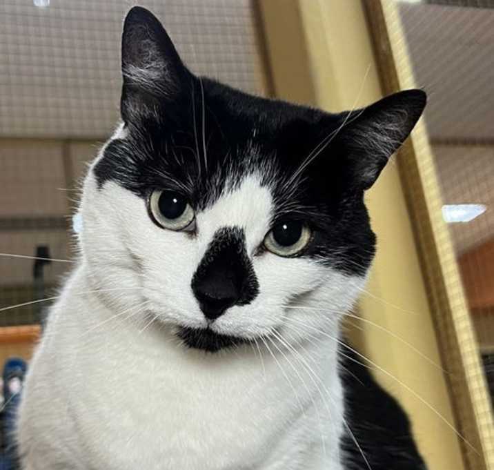 Photo of Gracie