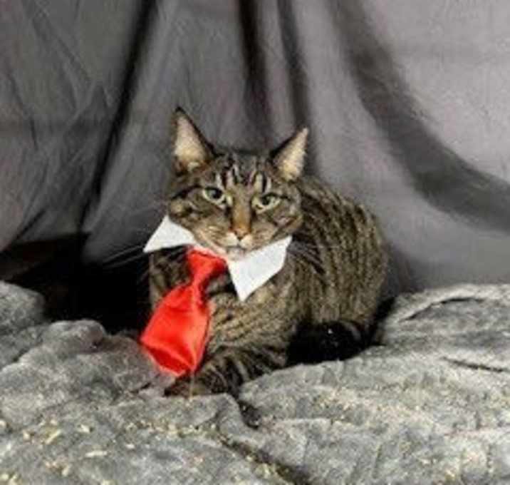 Photo of Tabby