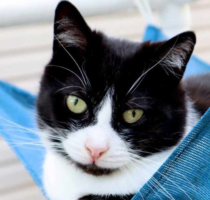 Photo of Rosemary