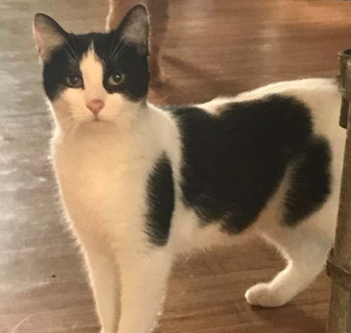 Photo of Oreo