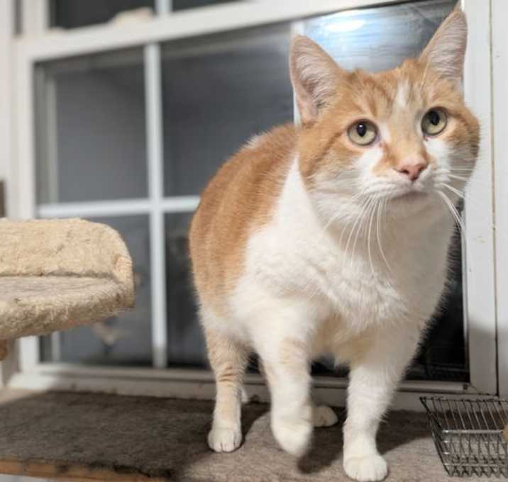 Photo of Callie