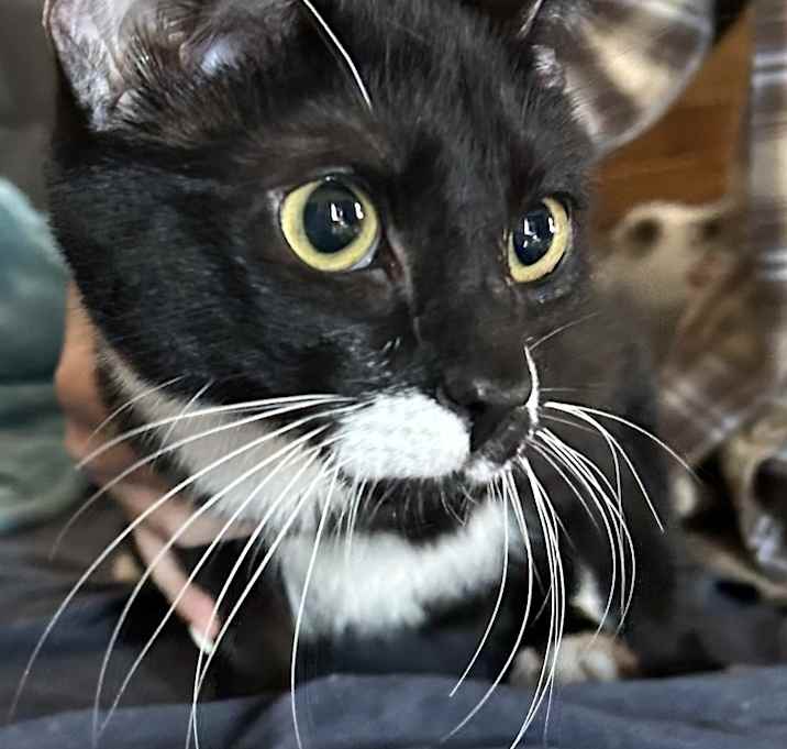 Photo of GADGET