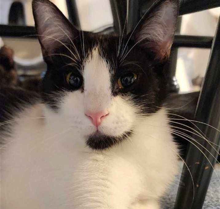 Photo of Scribbles