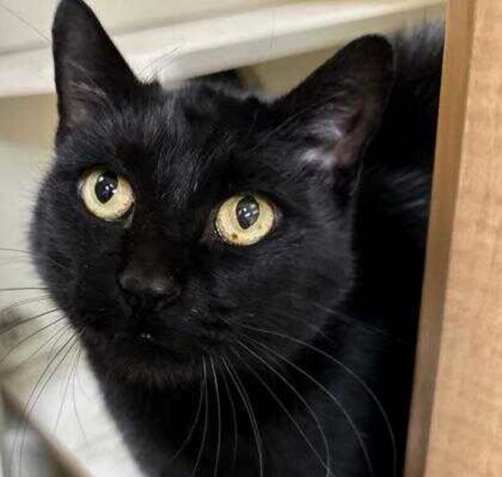 Photo of Uber (Cat Colony 1)