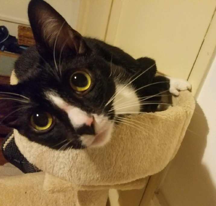 Photo of Peach