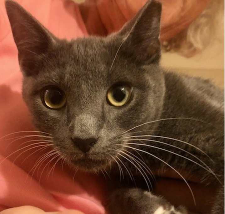 Photo of Dewey