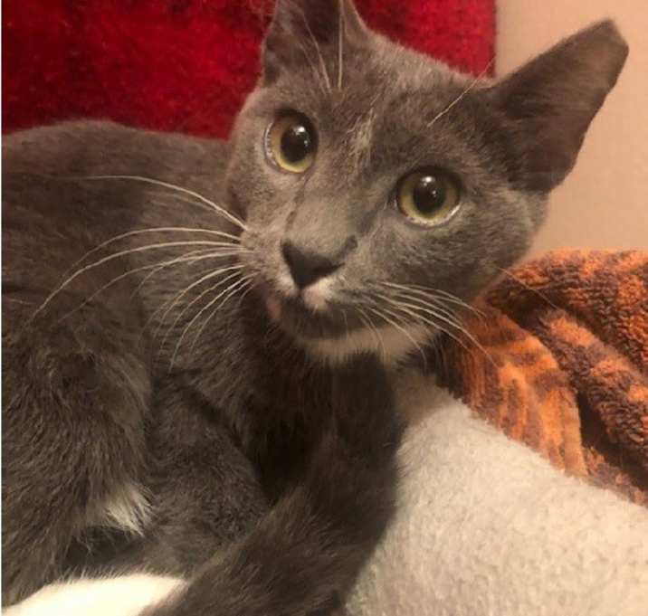 Photo of Dexter