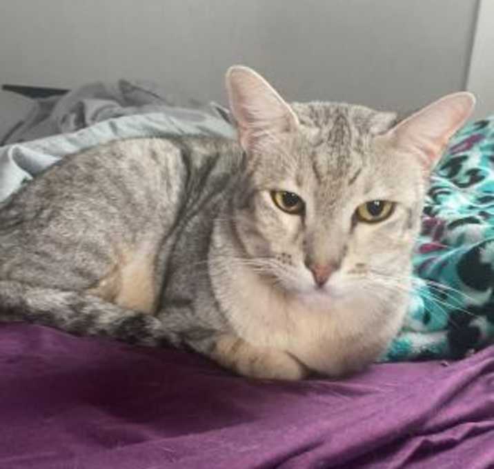 Photo of Casper (Snow Savannah)