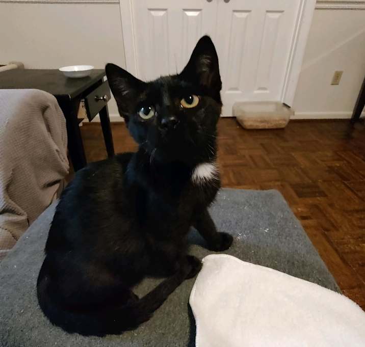 Photo of Midnight
