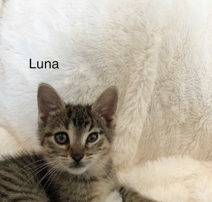 Photo of Luna