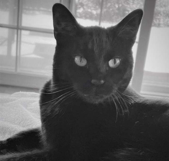 Photo of Wolf - Bombay-look - Sits on Laps